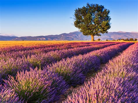 Provence Lavender Fields Full-Day Tour from Aix-en-Provence tours, activities, fun things to do ...