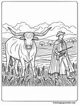 9 Free Texas Longhorn Coloring Pages sketch template