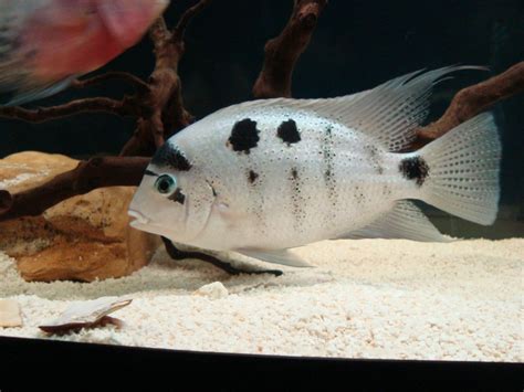 Vieja Argentea (Silver Cichlid) | African cichlids, Aquarium fish ...