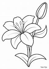 Lily Coloring Pages Free Printable PDFs sketch template