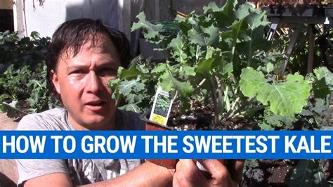 How to Grow the Sweetest Kale & Other Leafy Green Vegetables - YouTube Leafy Greens, Brussel ...