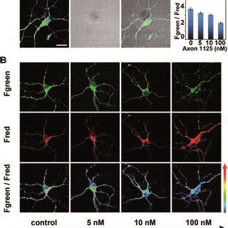 (A) Two-photon microscope imaging of BACE1 in neurons. The green and ...