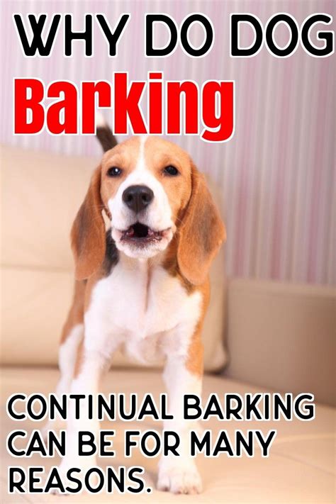 Why Dogs Barking? - Liz Love Pets | Dog barking, Stop dog barking, Dog meet