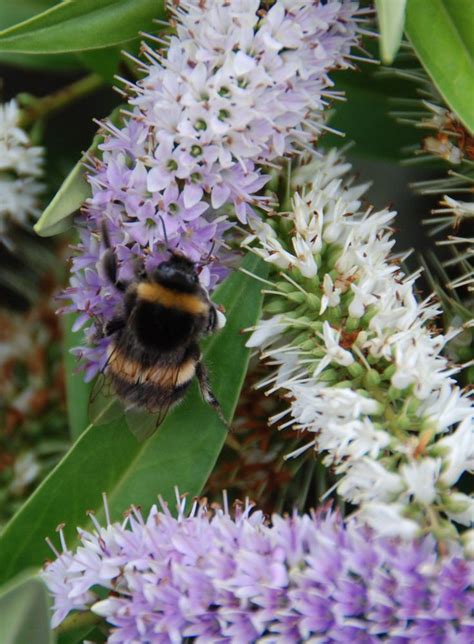 Pin on bees