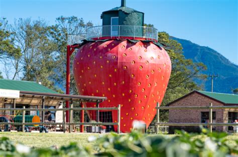 The Redberry Farm: The Garden Route's sweetest family destination