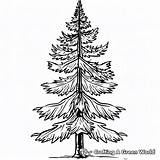 Pine Tree Coloring Pages  Free & Printable sketch template