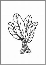Spinach coloring pages Free Printable PDF  TotalColoringCom sketch template
