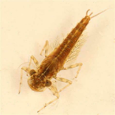 Mayfly Larva - Arthroplea bipunctata - BugGuide.Net