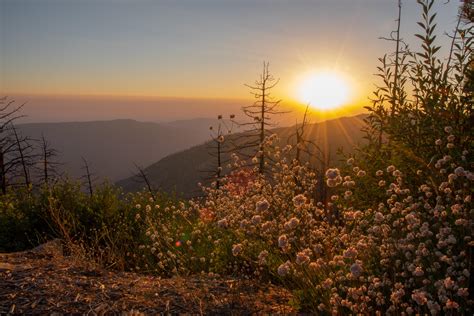 Wildflowers in Kings Canyon National Park [OC] [5169 × 3446] : r/EarthPorn