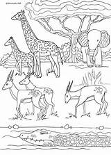 Baby Safari Coloring Pages Jungle Animals sketch template