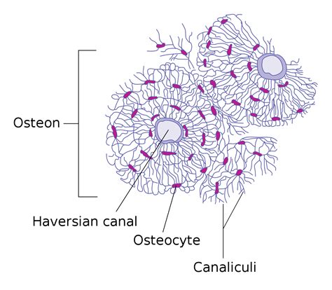 Osteocyte Diagram