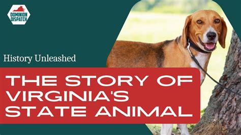 Discover Virginia's State Animal: The American Foxhound 🐶 - YouTube