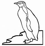 King Penguin coloring  Free Animal Pages Sheets sketch template