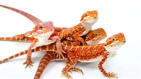 Can Bearded Dragons Eat Human Probiotics? - Reptiles Care