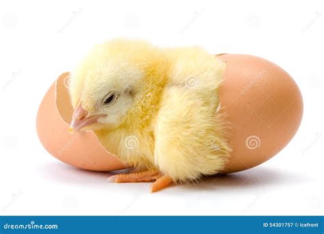 Yellow Chicken Hatching from Egg Stock Image - Image of tiny, fledgling: 54301757