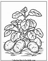 Potato Coloring Pages Free PDF Printables  Sheets For Kids sketch template