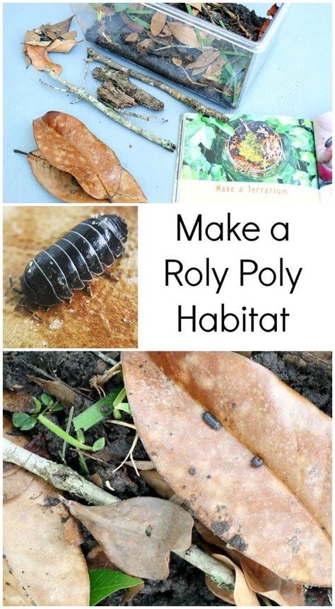 How to Make a Roly Poly Habitat with Kids - Fantastic Fun & Learning