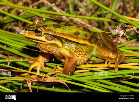 Endangered Australian Green and Golden Bell Frog, Litoria aurea Stock ...