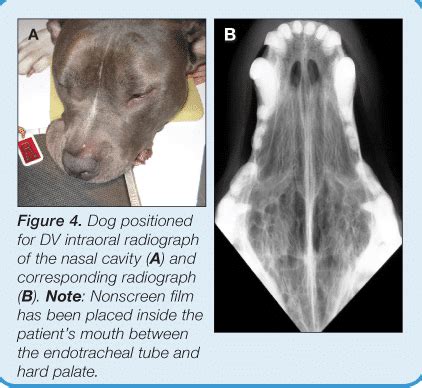 Small Animal Skull & Nasofacial Radiography, Including the Nasal Cavity & Frontal Sinuses ...