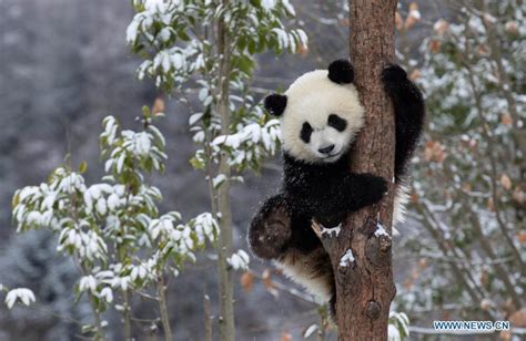 Giant pandas play after snow in Wolong National Nature Reserve