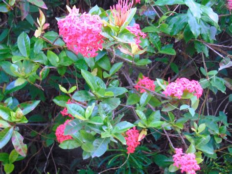 Our garden has many Ixora varieties / myLot