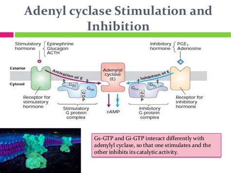 Adenyl cyclase signaling slideshare