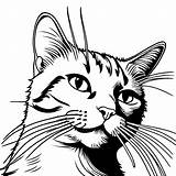 Realistic Cat’s whiskers coloring Page Coloring Jungle sketch template