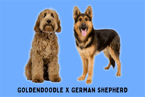 German Shepherd Goldendoodle Mix (Complete Breed Guide)