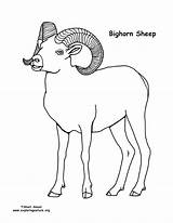 Bighorn Sheep Coloring Page sketch template