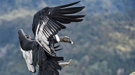 Recensement inédit du condor des Andes (vidéo) | Etrange et Insolite