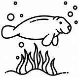 Manatee coloring Page  Free Printable Coloring Pages sketch template