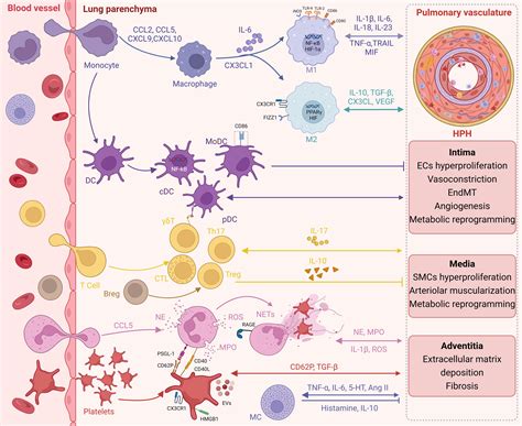 Frontiers | Inflammation and immunity in the pathogenesis of hypoxic pulmonary hypertension