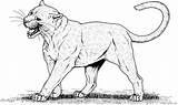 Big Cat Coloring Pages sketch template