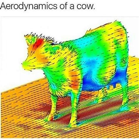 Aerodynamics of a cow | Mildly Interesting | Know Your Meme