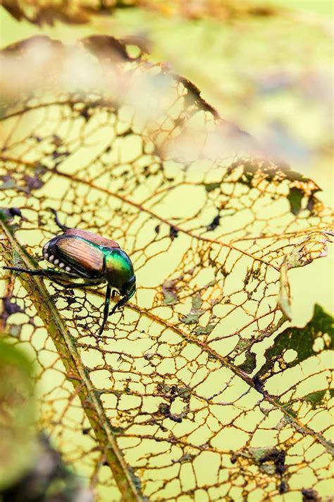 Identify and Control Japanese Beetles