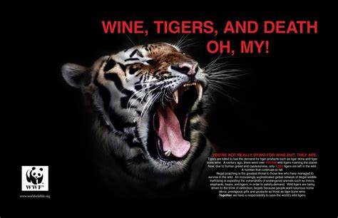 Tiger Poster on Behance