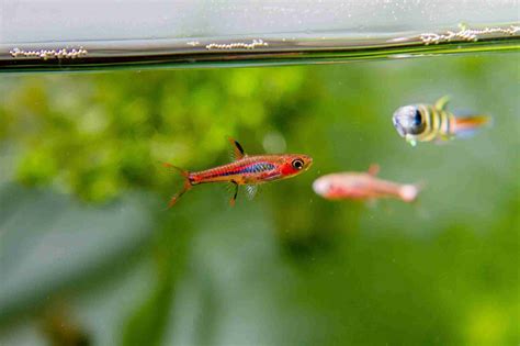 Kuhli Loach Tank Mates - The 8 Other Species Your Tank Needs Today