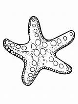Print 25  Free Starfish Coloring Pages For Kids ⭐🐟 sketch template