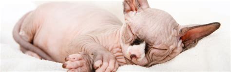 Explore Hairless Cat & Kitten Breeds | Petfinder