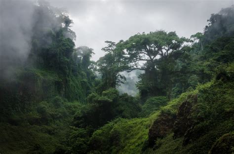 Forêt tropicale du Congo - Terre fraîche