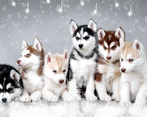 Snow Dogs - Husky Wallpaper | Pomsky puppies, Cute dogs, Cute husky puppies