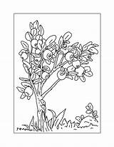 Blueberry Coloring Pages – Printable FREE sketch template