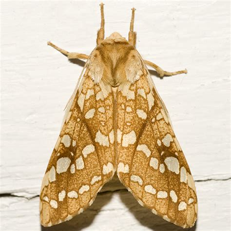 Hickory Tussock Moth - What's That Bug?