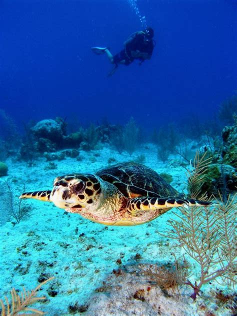 Dive Grand Cayman Islands | Scuba Diving | Grand cayman island, Scuba travel, Diving