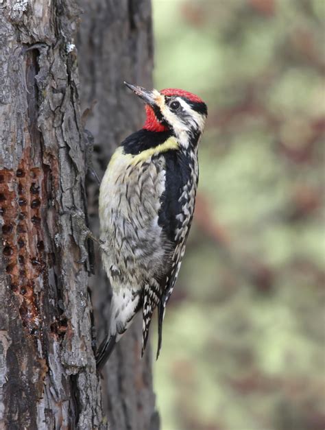 Dealing With Woodpecker and Sapsucker Tree Problems