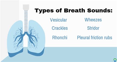 Lung Sounds: The Ultimate Guide to Breath Sounds and Auscultation