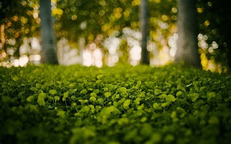Daily Wallpaper: Green Forest | I Like To Waste My Time