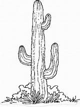 Cactus coloring pages sketch template