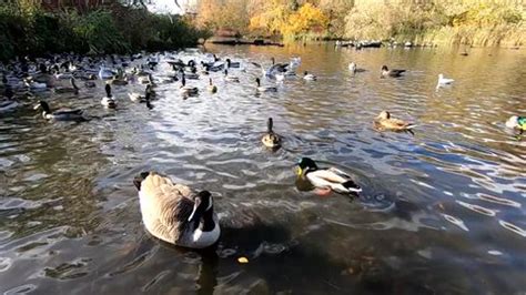 Slow Motion Canada Geese Ducks Swimming Stock Footage Video (100% Royalty-free) 1019359954 ...