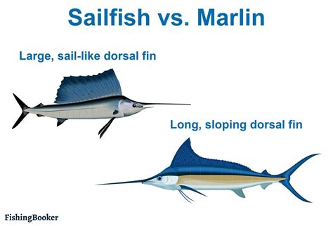 Sailfish vs. Marlin: the Battle of the Bills